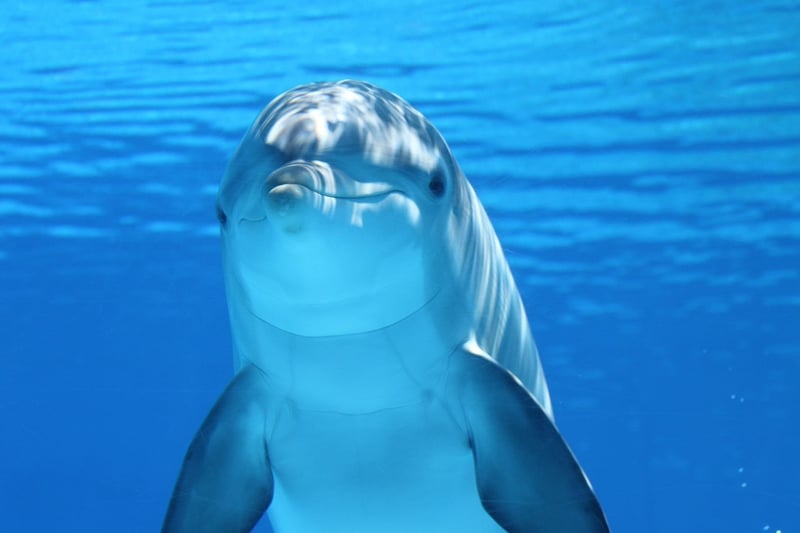 Marine Biologist
